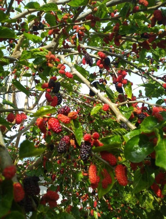 Kiris Garden *